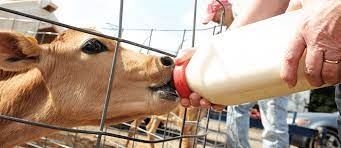 What Happens When A Calf Is Born Drink Milk Com