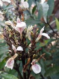 Image result for Justicia tenella