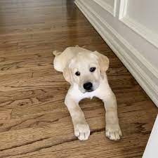 Susana Labradors 37 Photos 60 Reviews Pet Groomers 4212 E Los Angeles Ave Simi Valley Ca Phone Number