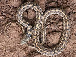 Garden Snake Photograph 2 Checkered Garter Snake Garden Snakes Snake Garter