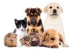 With dominic monaghan, ksenia solo, jennette mccurdy, da'vone mcdonald. Why It S Great To Have A Pet Burgess Pet Care