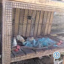 Berikut penjelasan mengenai cara membuat fermentasi pakan ayam dari sayuran yang dapat membantu menjadi salah satu pakan alternatif seperti dalam penjelasan manfaat yang ada, pakan fermentasi untuk ayam dari sayuran dapat memberikan keuntungan lebih bagi peternak sehingga. Sangkar Anak Ayam Kalis Tikus