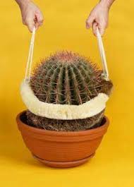 Diamond is super compressed allotrope of carbon. Innovative Cactus Tools Spines Transport Uk The Look See Cactus Plants Plants Cactus And Succulents