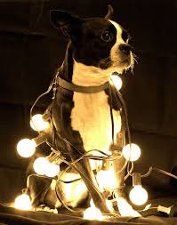 Christmas Photos Of Ada The Boston Terrier Dog Boston Terrier Dog Boston Terrier Terrier
