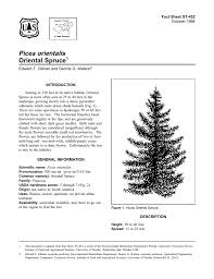 Eventually forms a dense columnar habit, but will start out wider than tall; Picea Orientalis Oriental Spruce Fact Sheet St 452 1