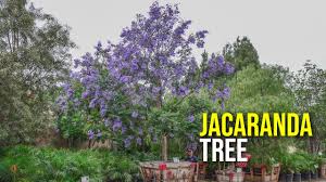 Check spelling or type a new query. Add These Purple Flowering Trees To Your Landscape Jacaranda Trees Youtube