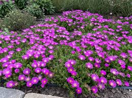 Image result for Delosperma mahonii