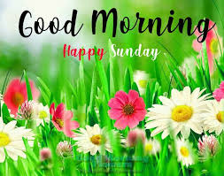 50 Sunday Good Morning Wishes Images Flowers Good Morning Flower Images Hd Free Downl In 2020 Good Morning Happy Sunday Happy Sunday Morning Happy Sunday Quotes