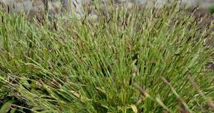 Image result for Carex cognata