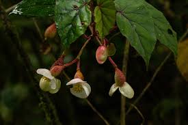 Image result for Begonia meyeri-johannis