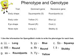 Technically speaking spongebob is biomorphic. Bikini Bottom Genetics Practice 4 02 Answers