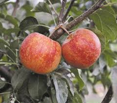 Many species of small animals and birds rely on the crabapple fruits, flowers and leaves as a source of food and the tree itself provides nesting and protection from larger predators. Telling A Good Crabapples From A Bad Crabapple Nation World News Journal Com