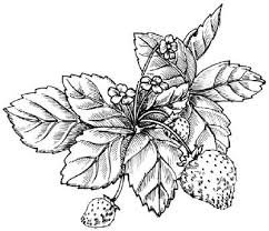 Fără a le considera simple pretexte cromatice, florile au fost mijloc de comunicare a clipelor de suferință sau a momentelor de biruință. Cum De A Desena CÄƒpÈ™uni De La Un Basm Trage CÄƒpÈ™uni