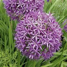 ecoflora inheemse en wilde planten paarse bloemen planten exotische bloemen