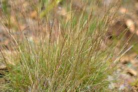 Image result for Tripogon