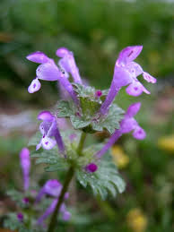 Maybe you would like to learn more about one of these? How To Grow Lamium Gardening Channel