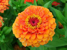 Bunga tahi ayam bunga tahi ayam merupakan bunga yang berasal dari famili asteraceac. Miliki Bau Yang Menyengat Tanaman Kenikir Atau Bunga Tahi Ayam Ternyata Kaya Khasiat Dan Cantik Seputar Lampung