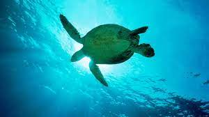Find turtle pictures and turtle photos on desktop nexus. 55 Sea Turtles Desktop