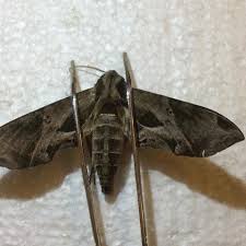 1975 butterflies marina (as zoe). Satellite Sphinx Eumorpha Satellitia Linnaeus 1771 Butterflies And Moths Of North America