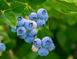 In The Kingdom Of Fruits And Vegetables Bright And Vivid Color Is A Symbol Of Health Purple Blue Is No Exc Myrtille Yoga Contre Le Stress Systeme Immunitaire
