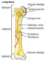 Helps keep bones light in weight. Long Bone Structure Long Bone Structure Glogster Edu Interactive Multimedia Posters