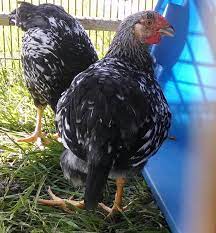 Ibuprofen is an nsaid, which can cause stomach ulcers in some people. Hip Leg Dislocation Backyard Chickens Learn How To Raise Chickens