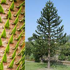 Great savings & free delivery / collection on many items. Monkey Puzzle Tree Small Clarenbridge Garden Centre