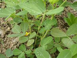 Cara menanam kacang tanah yang baik tidak lepas dari proses penyulaman. Kacang Tanah Arachis Hypogea Tanaman Kaya Manfaat Mmi Daar El Qolam