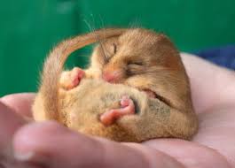 Sleepy Animals Sleepy Animals Cute Animals Cute Animal Pictures
