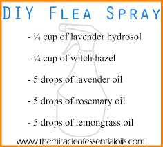 Diy Essential Oil Flea Spray The Miracle Of Oils In 2020 Essential Oils For Fleas Flea Spray Diy Essential Oils