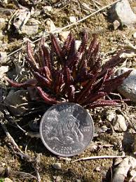 Image result for Alepidea peduncularis