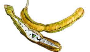 Maybe you would like to learn more about one of these? Icecream Bean Tree Whitie Guyana