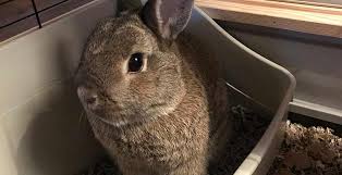 The independent, somewhat stubborn pekingese has a royal lineage that goes back 1,200 years to china's tang dynasty. How To Litter Train A Rabbit Easy If You Know How H R