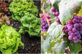 Maybe you would like to learn more about one of these? 5 Jenis Tanaman Sayur Dan Buah Yang Estetik Jadi Tanaman Hias Di Rumah