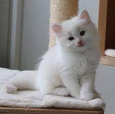 Cattery The Qutycats Beautiful Cats Baby Cats Fluffy Cat