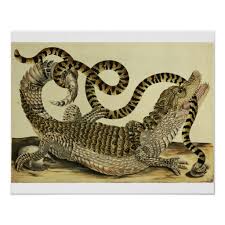 Alligator And Snake 1730 Coloured Engraving Poster Zazzle Com In 2021 Caiman Crocodile Poster Prints