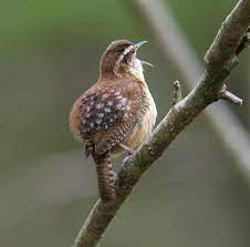 The cactus wren's nest is a large, spherical structure usually built with dry grasses and annual plants; Carolina Wren Mystery Spots Sibley Guides