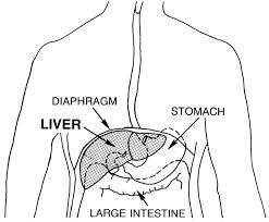 7690981229for any query tell me in comment section.for notes visit my fb page.facebook. Liver Diagram 2