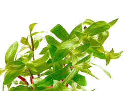 Image result for Nesaea crassicaulis