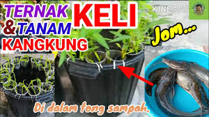 Cara jimat masa,jimat tenaga dan jimat kos. Ternak Keli Dan Tanam Kangkung Di Dalam Tong Youtube