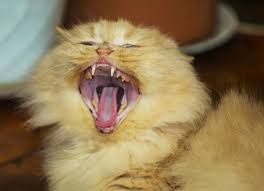 Although brushing teeth is vital in cat dental care and it is wise to start when your cat is a kitten, it is underbite (also known as undershot, reverse scissor bite, prognathism, class 3, or mandibular. Misalignment Of Teeth In Cats Malocclusion In Cats Petmd