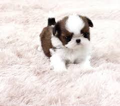 Teacup Shih Tzu Puppies For Sale Available Puppies