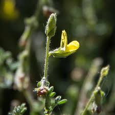 Image result for Melolobium