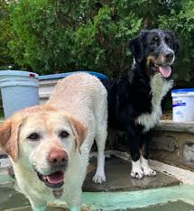 HERSHEY Age: 1 year old chocolate male Weight: Medium (50-75 lbs) Good  with: Kids 10+, dogs; cats unknown Needs: A single family home (fence  negotiable) House trained? Yes Crate trained? Yes Loves: