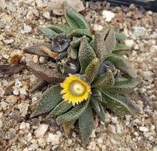 Image result for Nananthus vittatus
