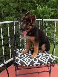 The cheapest offer starts at £20. German Shepherd Puppies Ky Home Facebook