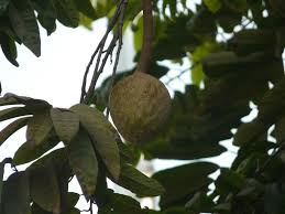 Image result for Annona reticulata