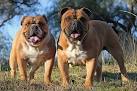 Australian Bulldog - Price, Temperament, Life span