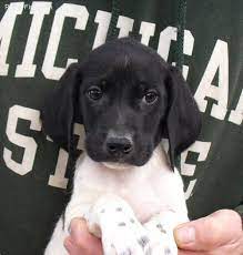 German shorthaired pointer beagle mix puppies. German Shorthaired Pointer Pictures Qz6l177b084 German Shorthaired Pointer Pointer Puppies Gsp Puppies