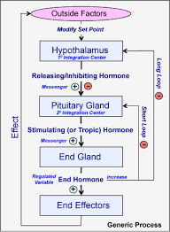 introduction to endocrine communication human physiology